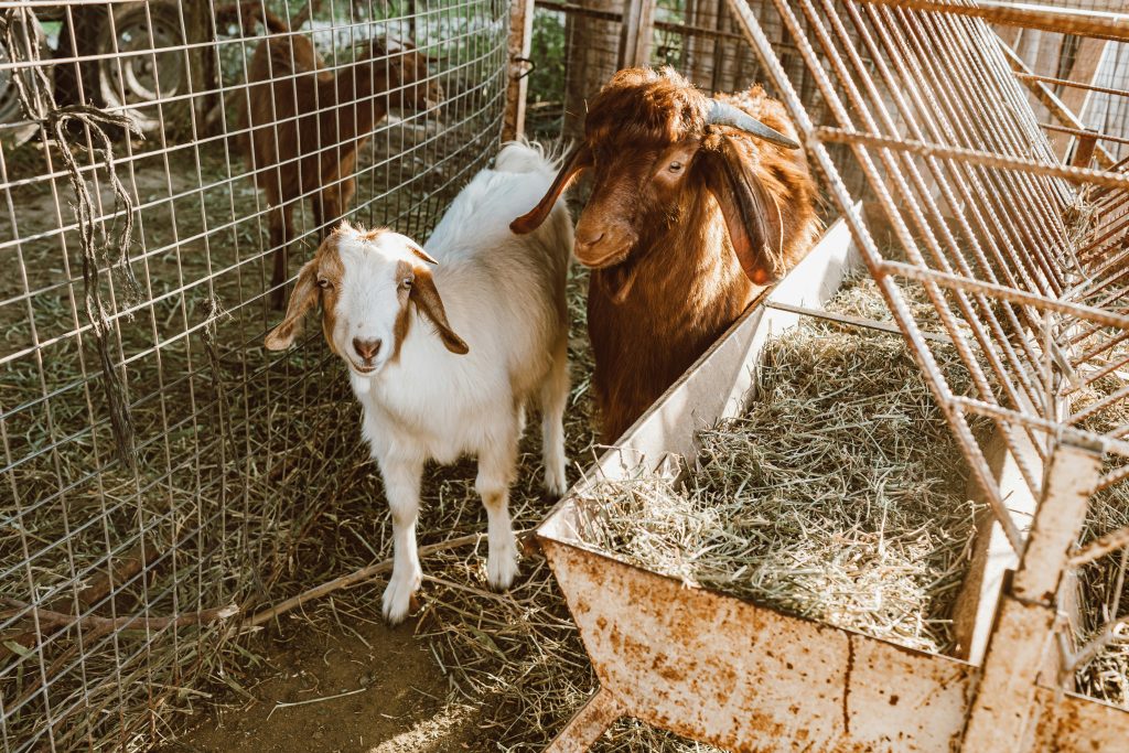 Goats in a cage