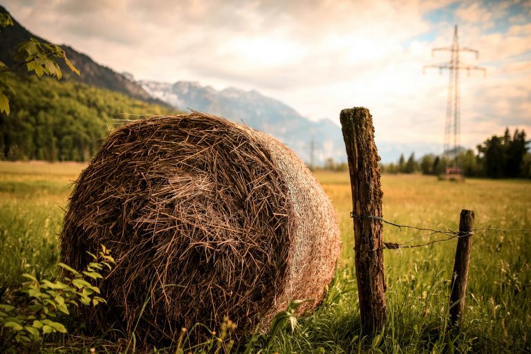 what is the best hay for mini cows