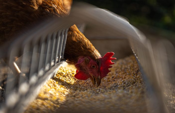 chicken feed best practices