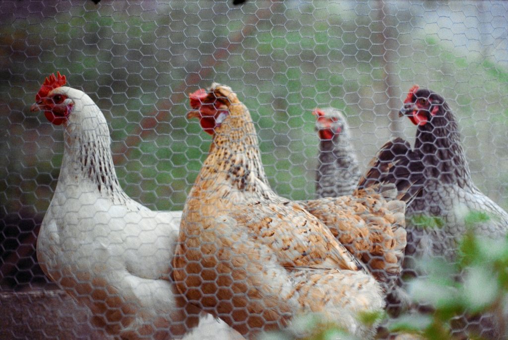 Hens behind a mesh fence