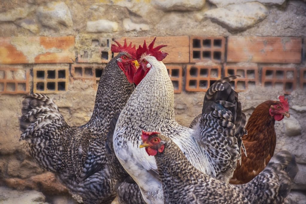 hens, chicken coop, corral