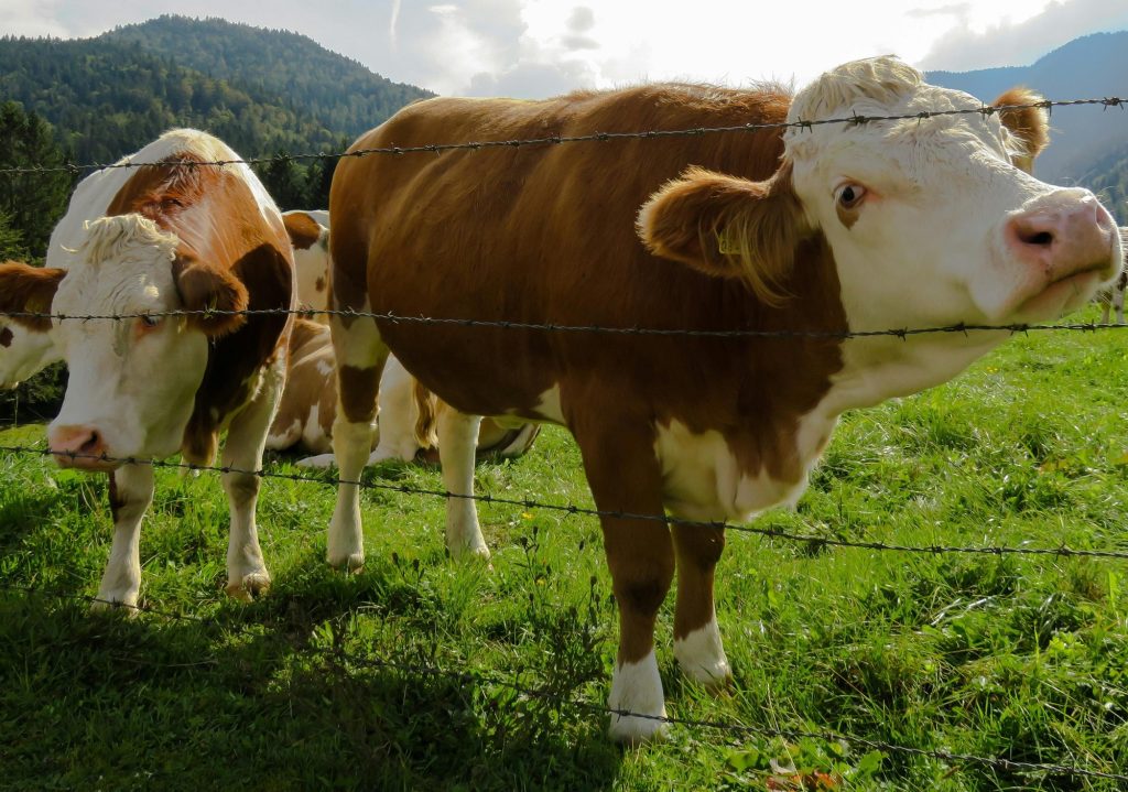 Herd of cows grazing on grass