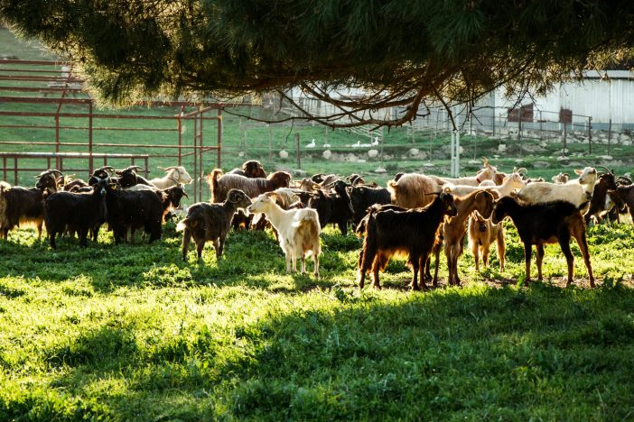 what are the management practices of goats