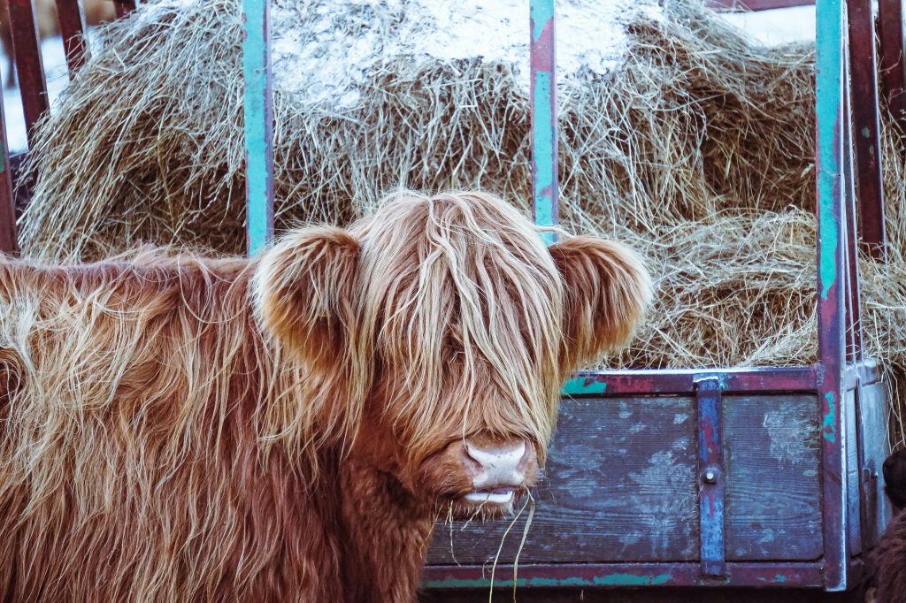 Highland Coo chewing