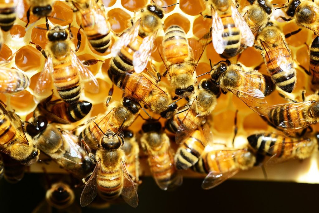 honey bees, honey comb, bees