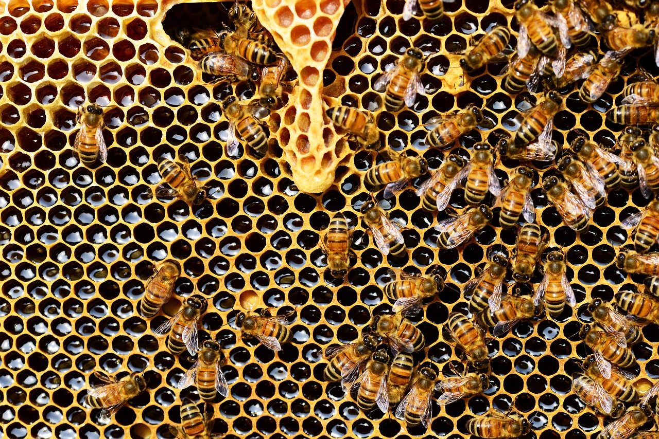 what are management of bee hives