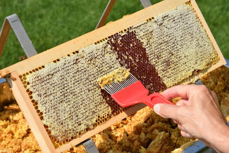 honey extraction, honeycomb, beekeeping