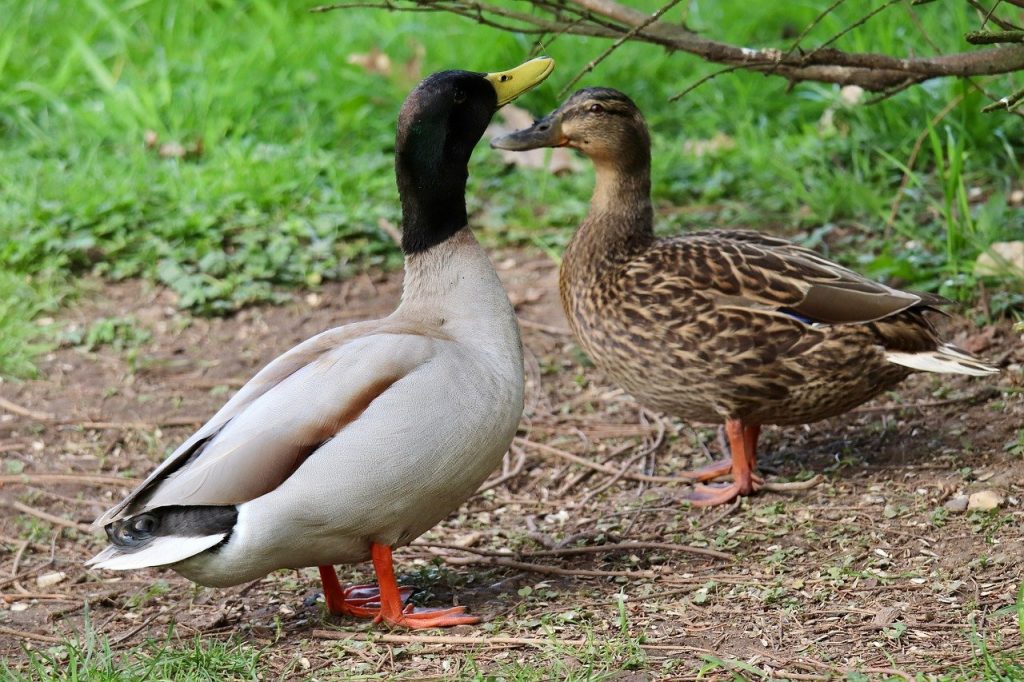 mallard, duck pair, duck couple