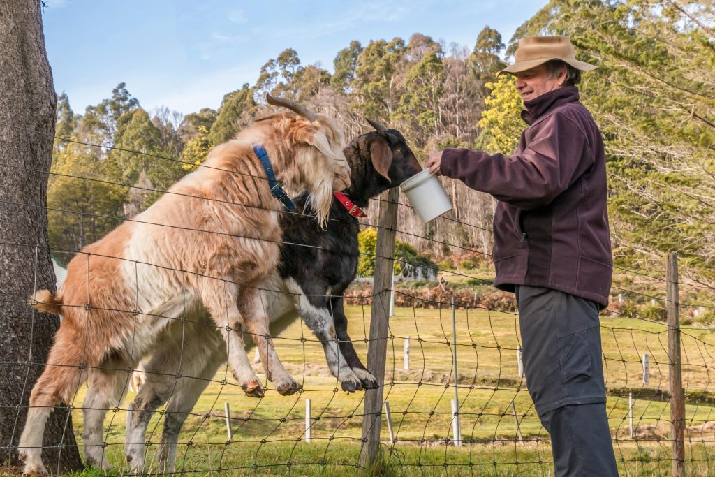 Man feeding goats