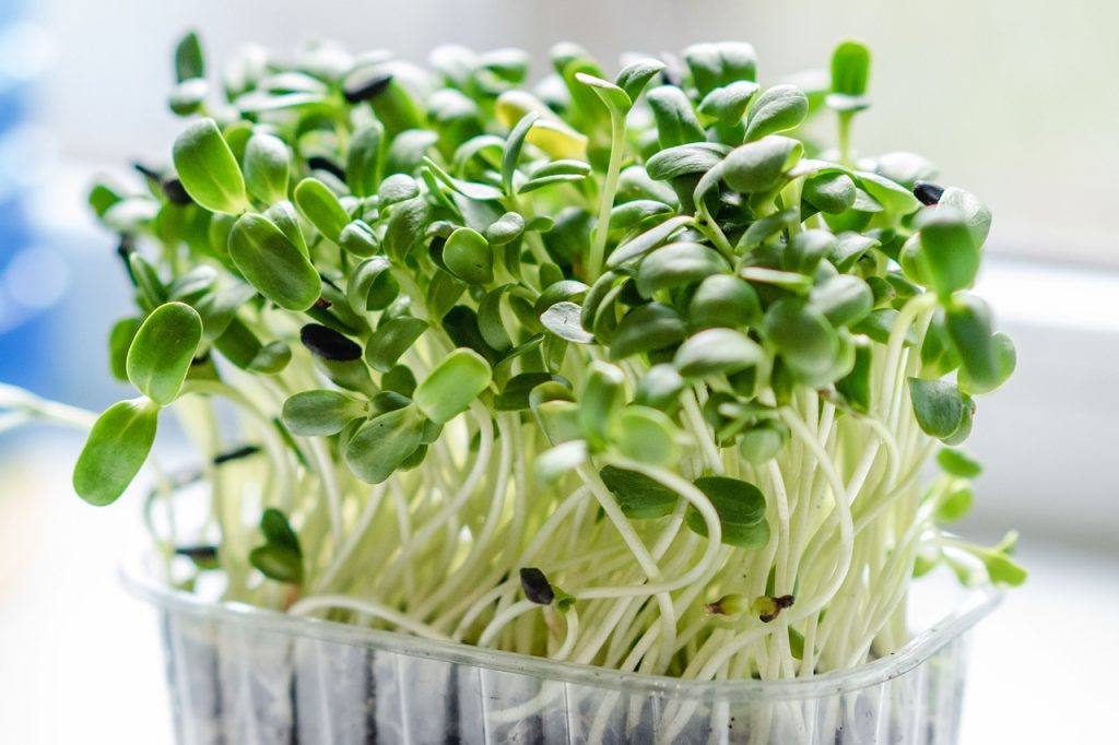 microgreen, sprouts, plants