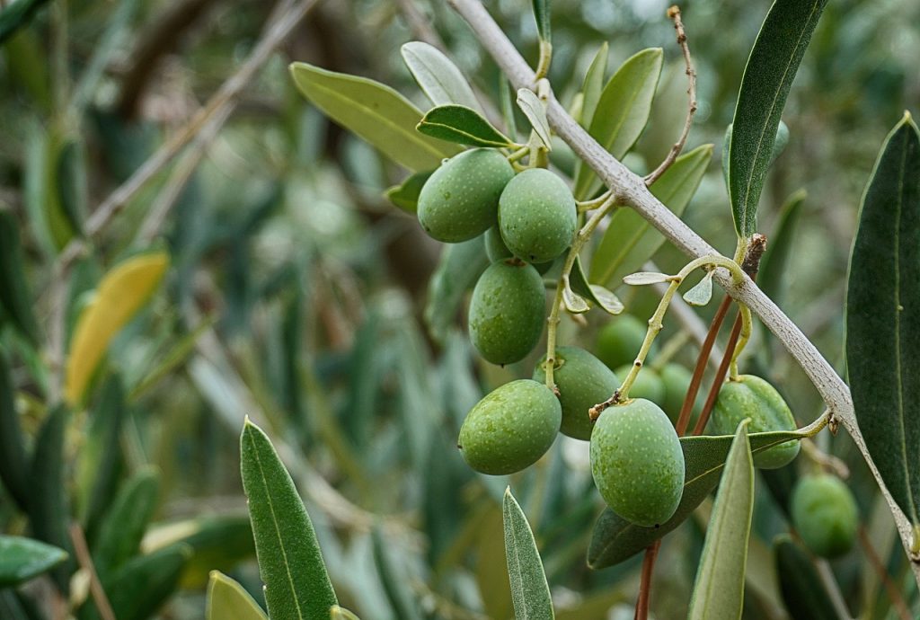 olives, olive tree olive leaves, branch