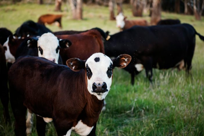 what are the different types of cattle farming methods