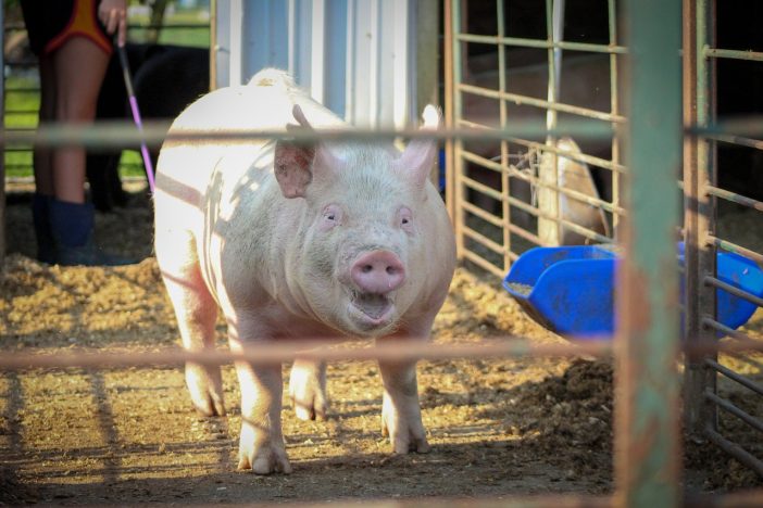 pig housing design