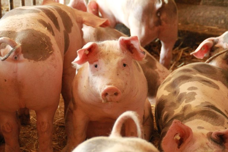 what are the management practices in pig