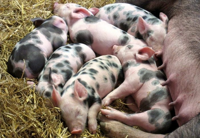 what are the factors to consider in selecting a breed of swine