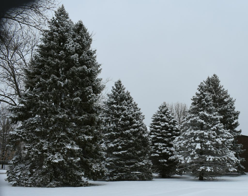 pine tree covered with snow