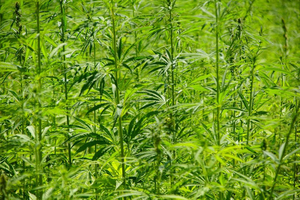 is hemp more profitable than corn