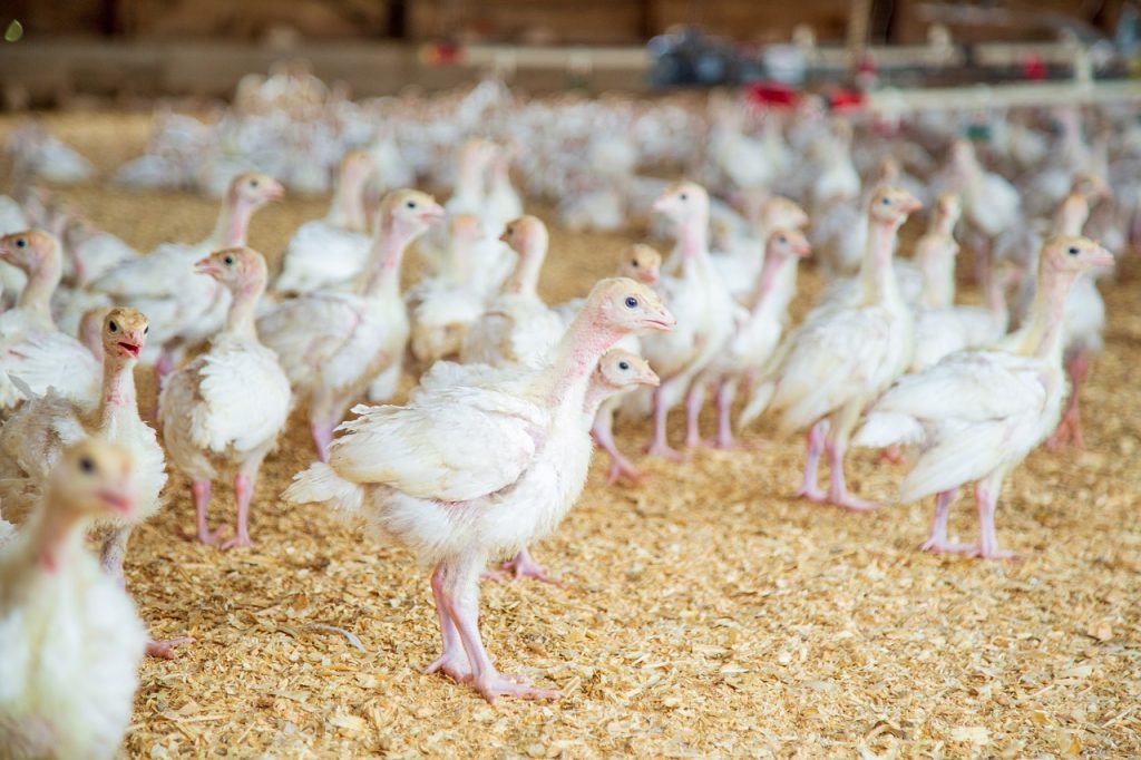 is owning a poultry farm profitable