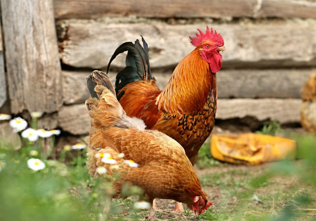 what are 3 disadvantages of raising backyard chickens