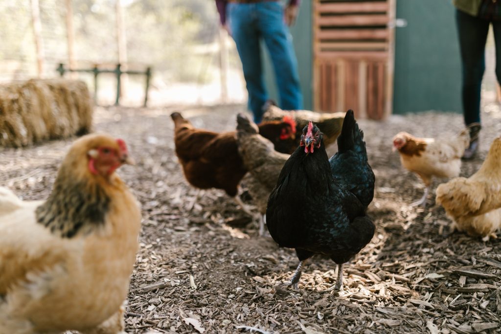 Selective focus photo of a black hen