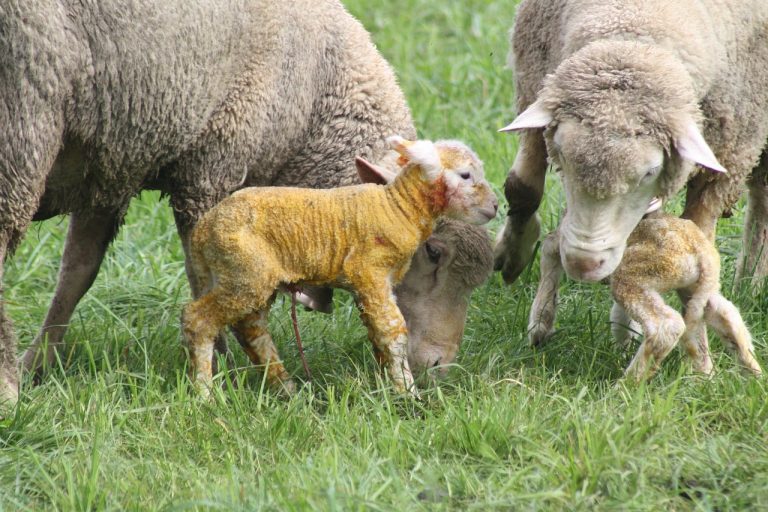 how can we reduce lamb mortality