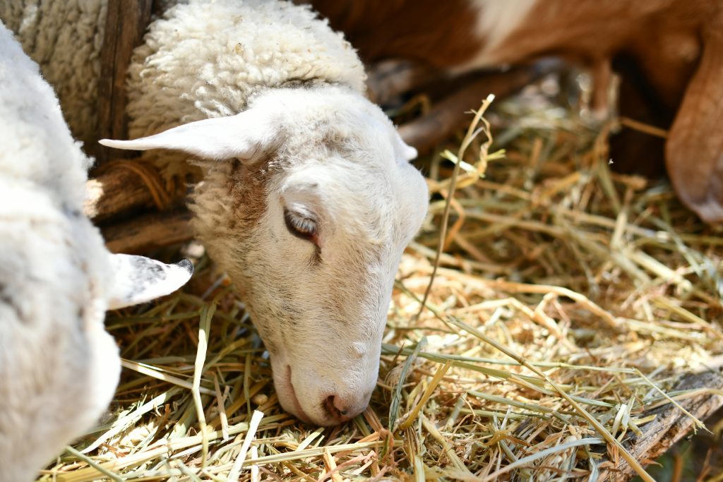 Sheep eating hay