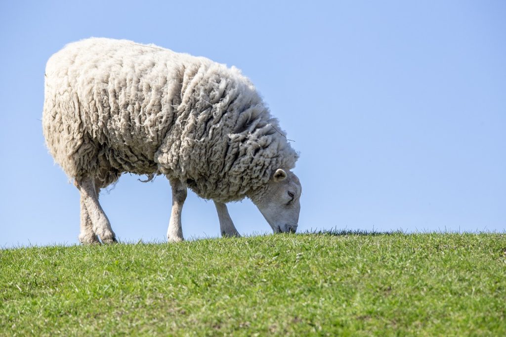 sheep, grass, livestock