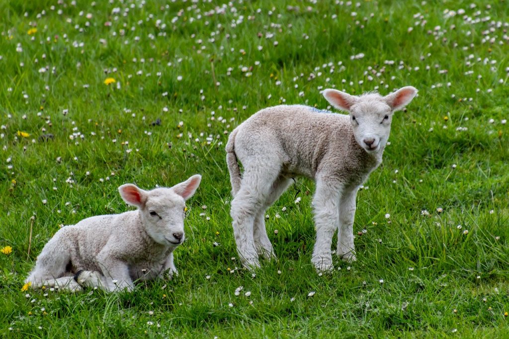 sheep, lamb, farm yard