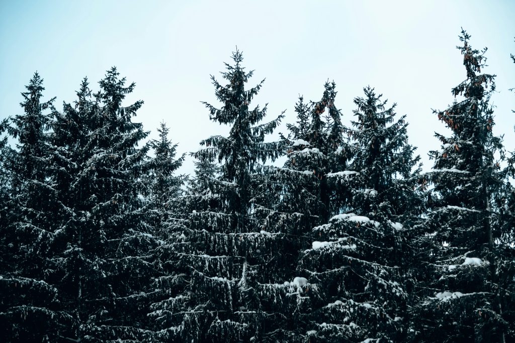 Snow covered trees under the white sky