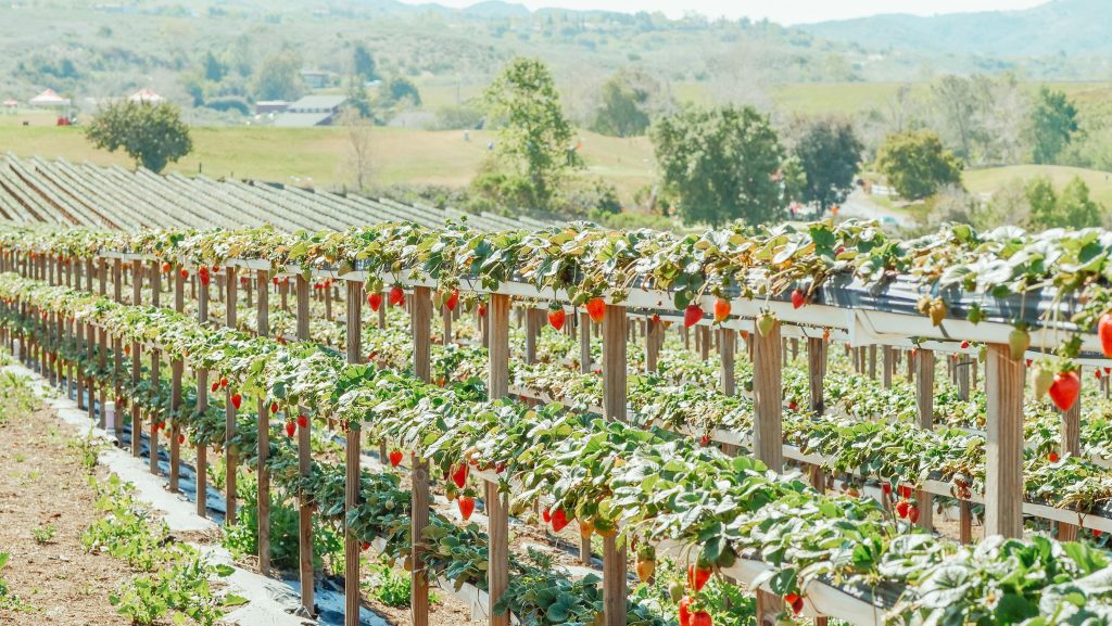 Berry Farm