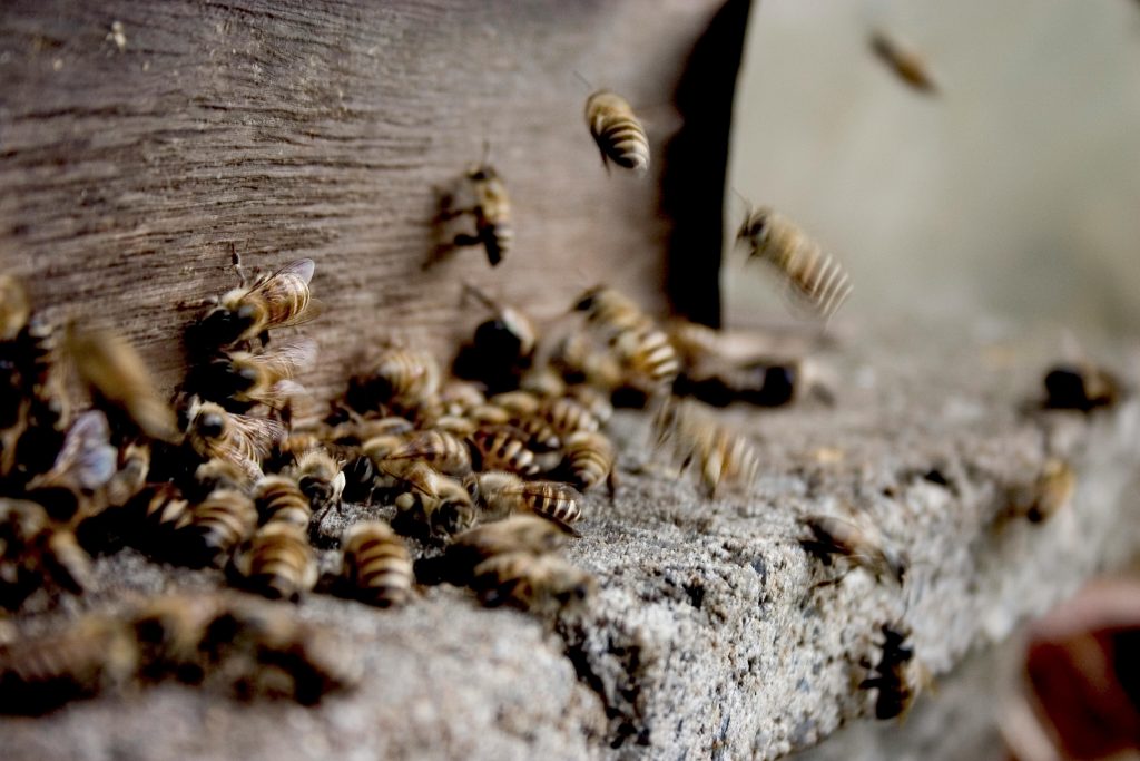 Swarm of bees making honey in hive