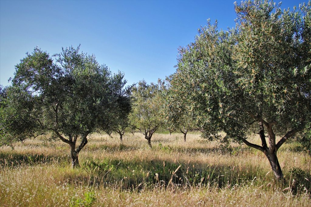 the olive tree olive grove the olives stockpack pixabay