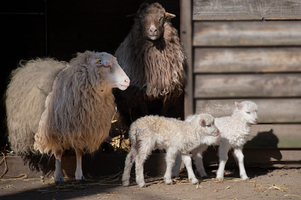 the sheep, court, cattle