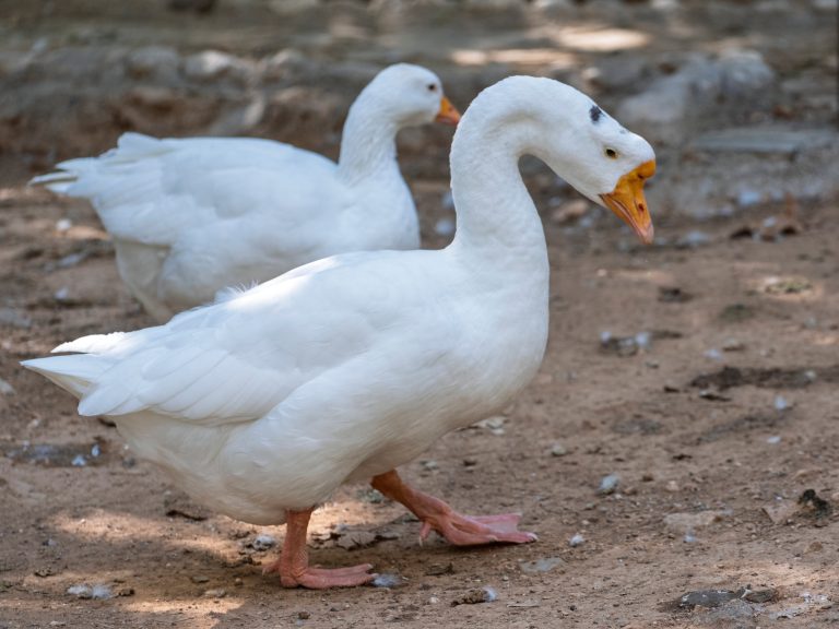 can i overfeed ducks