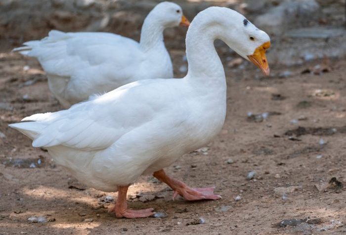 can i overfeed ducks