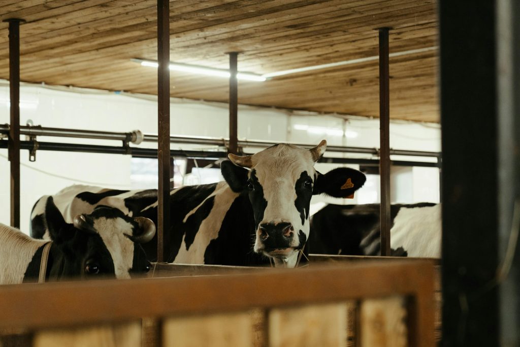 White and black cow on brown wooden cage