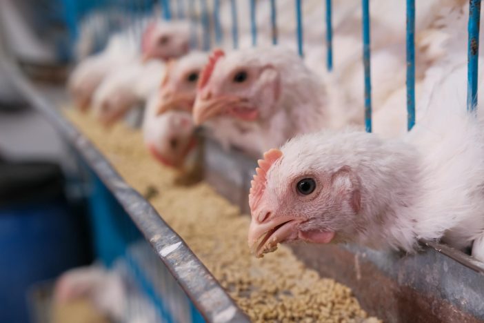 White chickens feeding in a farm setting with a blurred background.