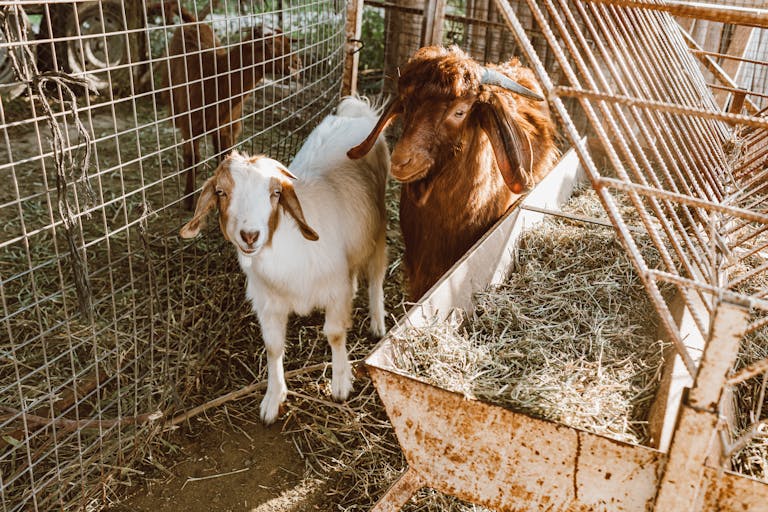 what is the best type of fencing for goats