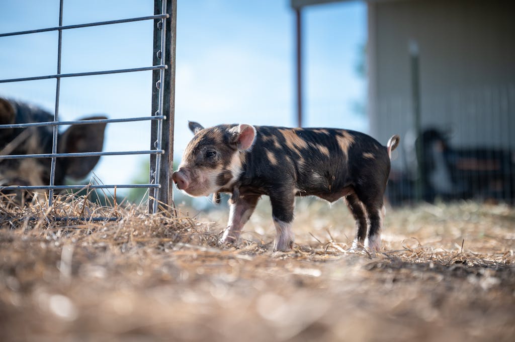 A cute piglet explores a sunlit farmyard with rustic charm.