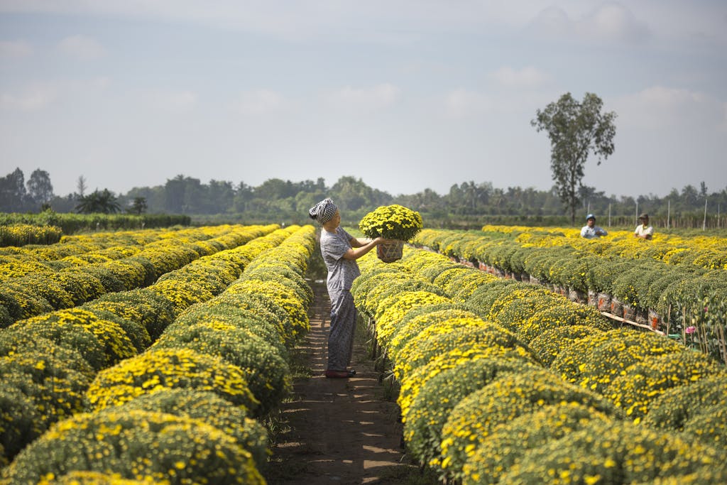 A farmer harvesting chrysanthemums in a vibrant rural field during a sunny day.