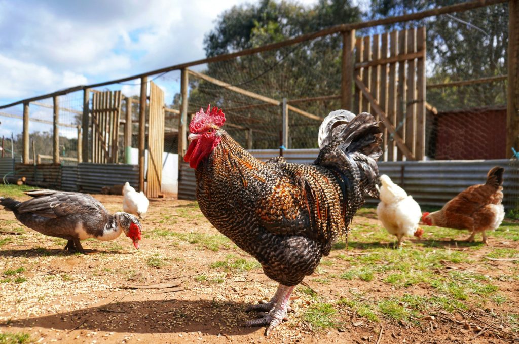 which direction should a chicken coop face