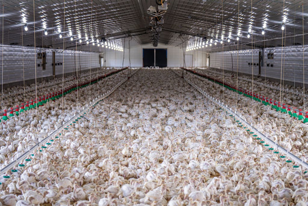 A large flock of chickens inside a modern poultry farm facility.