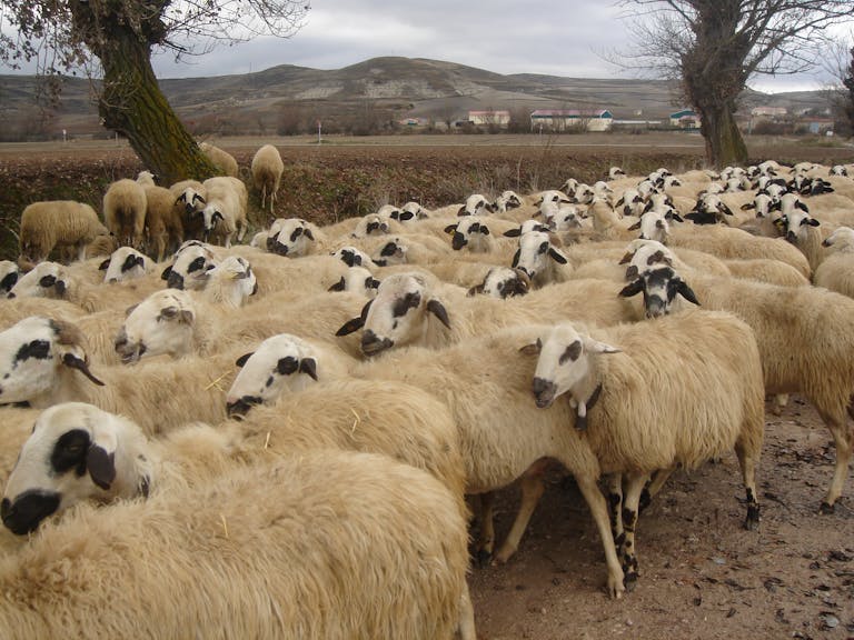 what are the best management practices for sheep