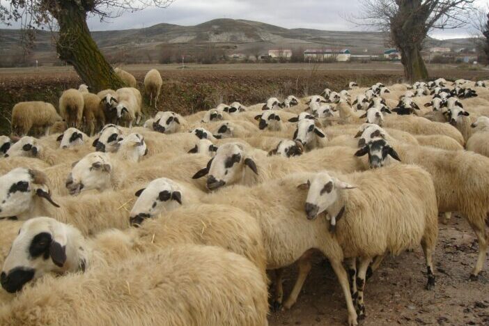 what are the best management practices for sheep