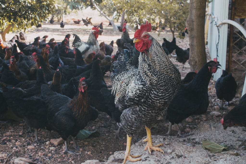 A lively farm scene with a rooster and numerous hens in a natural outdoor setting.