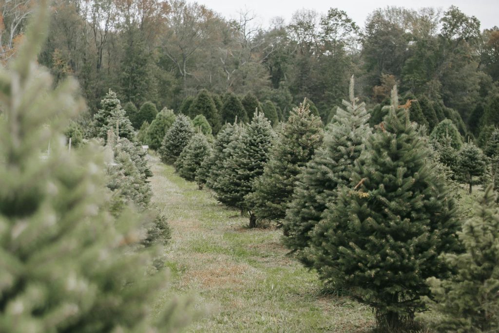 A picturesque Christmas tree farm with rows of lush evergreen trees ready for the holiday season.