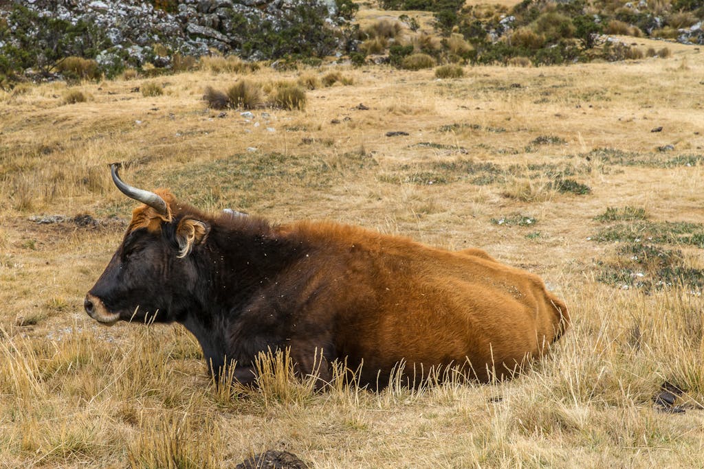 A relaxed bull lying in a grassy field, capturing the essence of autumn in the countryside.