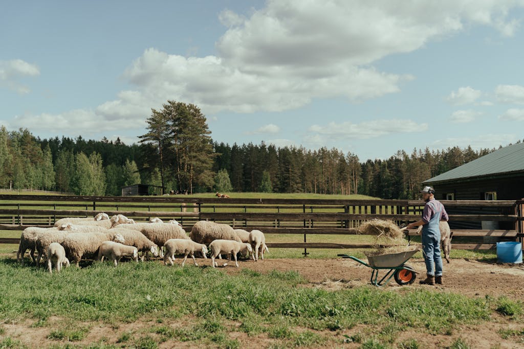 A serene farm landscape with a farmer feeding sheep in a sunny outdoor setting.