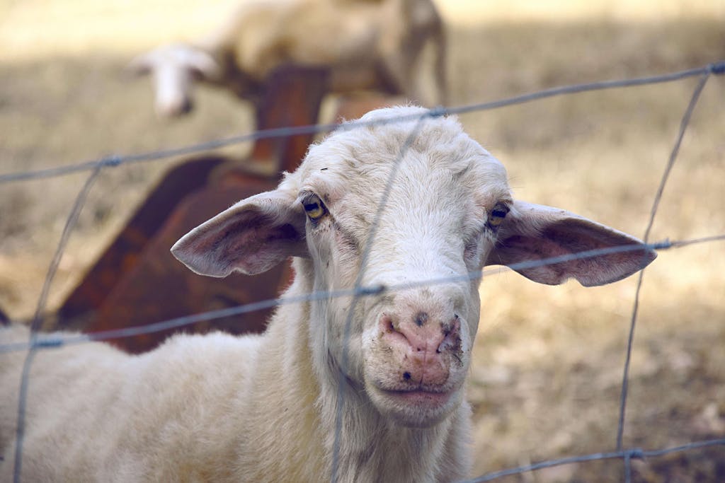 Adorable goat peering through a fence in a rural setting, highlighting its texture and curiosity.