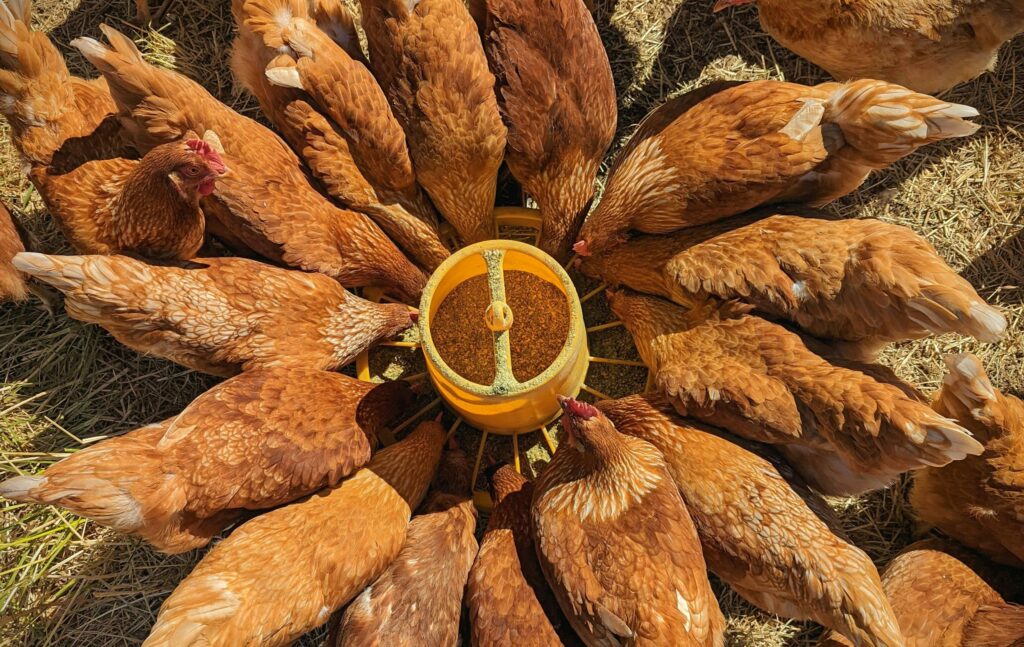 Aerial view of free-range chickens feeding on a sunny pasture in Oregon.